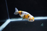 Baby Ranchu  Calico 3 Inch (ID#1122R9c-38) Free2Day SHIPPING