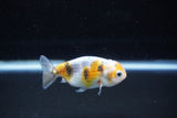 Baby Ranchu  Calico 3 Inch (ID#1122R9c-38) Free2Day SHIPPING