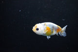 Baby Ranchu  Calico 3 Inch (ID#1122R9c-38) Free2Day SHIPPING