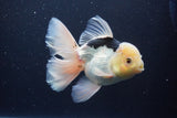 Thai Oranda  Panda 6 Inch (ID#1029To6b-109)