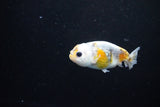 Baby Ranchu  Calico 3 Inch (ID#1122R9c-38) Free2Day SHIPPING