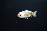 Baby Ranchu  Calico 3 Inch (ID#1122R9c-38) Free2Day SHIPPING