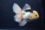 Thai Oranda  Panda 6 Inch (ID#1029To6b-109)