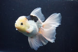 Thai Oranda  Panda 6 Inch (ID#1029To6b-109)