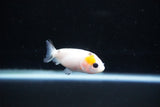 Baby Ranchu  Calico 2.5 Inch (ID#1122R9c-39) Free2Day SHIPPING