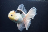 Thai Oranda  Panda 6 Inch (ID#1029To6b-109)