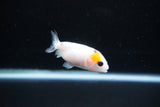 Baby Ranchu  Calico 2.5 Inch (ID#1122R9c-39) Free2Day SHIPPING