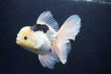 Thai Oranda  Panda 6 Inch (ID#1029To6b-109)