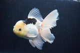 Thai Oranda  Panda 6 Inch (ID#1029To6b-109)