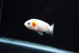 Baby Ranchu  Calico 2.5 Inch (ID#1122R9c-39) Free2Day SHIPPING