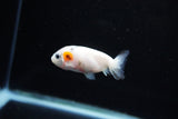 Baby Ranchu  Calico 2.5 Inch (ID#1122R9c-39) Free2Day SHIPPING