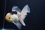 Thai Oranda  Panda 6 Inch (ID#1029To6b-109)