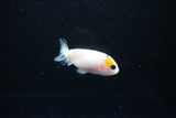 Baby Ranchu  Calico 2.5 Inch (ID#1122R9c-39) Free2Day SHIPPING