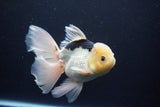 Thai Oranda  Panda 6 Inch (ID#1029To6b-109)