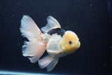 Thai Oranda  Panda 6 Inch (ID#1029To6b-109)