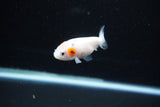 Baby Ranchu  Calico 2.5 Inch (ID#1122R9c-39) Free2Day SHIPPING