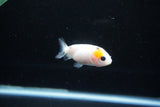 Baby Ranchu  Calico 2.5 Inch (ID#1122R9c-39) Free2Day SHIPPING