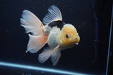 Thai Oranda  Panda 6 Inch (ID#1029To6b-109)