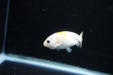 Baby Ranchu  Calico 2.5 Inch (ID#1126R9c-29) Free2Day SHIPPING