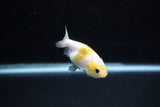 Baby Ranchu  Calico 2.5 Inch (ID#1126R9c-29) Free2Day SHIPPING