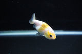 Baby Ranchu  Calico 2.5 Inch (ID#1126R9c-29) Free2Day SHIPPING