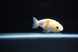 Baby Ranchu  Calico 2.5 Inch (ID#1126R9c-29) Free2Day SHIPPING