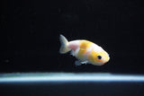 Baby Ranchu  Calico 2.5 Inch (ID#1126R9c-29) Free2Day SHIPPING