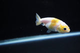 Baby Ranchu  Calico 2.5 Inch (ID#1126R9c-29) Free2Day SHIPPING