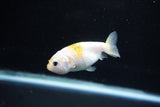 Baby Ranchu  Calico 2.5 Inch (ID#1126R9c-29) Free2Day SHIPPING