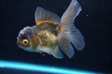 Juvenile Thai Oranda  Bronze 3.5 Inch (ID#422T13b-72) Free2Day SHIPPING