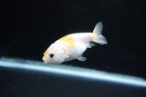 Baby Ranchu  Calico 2.5 Inch (ID#1126R9c-29) Free2Day SHIPPING