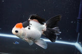 Thai Oranda  Tricolor 5.5 Inch (ID#1029To6b-111)