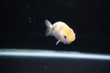 Baby Ranchu  Calico 2.5 Inch (ID#1126R9c-30) Free2Day SHIPPING