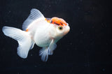 Juvenile Thai Oranda  Red White 3.5 Inch (ID#422T13b-73) Free2Day SHIPPING