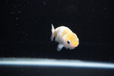 Baby Ranchu  Calico 2.5 Inch (ID#1126R9c-30) Free2Day SHIPPING