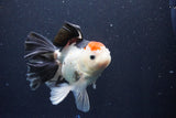 Thai Oranda  Tricolor 5.5 Inch (ID#1029To6b-111)