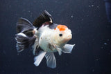 Thai Oranda  Tricolor 5.5 Inch (ID#1029To6b-111)