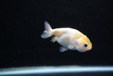 Baby Ranchu  Calico 2.5 Inch (ID#1126R9c-30) Free2Day SHIPPING