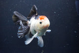 Thai Oranda  Tricolor 5.5 Inch (ID#1029To6b-111)