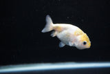 Baby Ranchu  Calico 2.5 Inch (ID#1126R9c-30) Free2Day SHIPPING