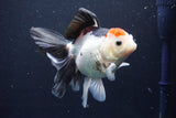 Thai Oranda  Tricolor 5.5 Inch (ID#1029To6b-111)