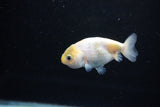 Baby Ranchu  Calico 2.5 Inch (ID#1126R9c-30) Free2Day SHIPPING