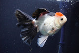 Thai Oranda  Tricolor 5.5 Inch (ID#1029To6b-111)