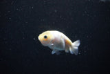 Baby Ranchu  Calico 2.5 Inch (ID#1126R9c-30) Free2Day SHIPPING