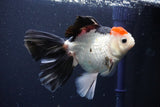 Thai Oranda  Tricolor 5.5 Inch (ID#1029To6b-111)