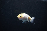 Baby Ranchu  Calico 2.5 Inch (ID#1126R9c-30) Free2Day SHIPPING