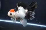 Thai Oranda  Tricolor 5.5 Inch (ID#1029To6b-111)