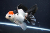 Thai Oranda  Tricolor 5.5 Inch (ID#1029To6b-111)