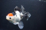 Thai Oranda  Tricolor 5.5 Inch (ID#1029To6b-111)