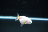 Baby Ranchu  Calico 2.5 Inch (ID#1126R9c-31) Free2Day SHIPPING